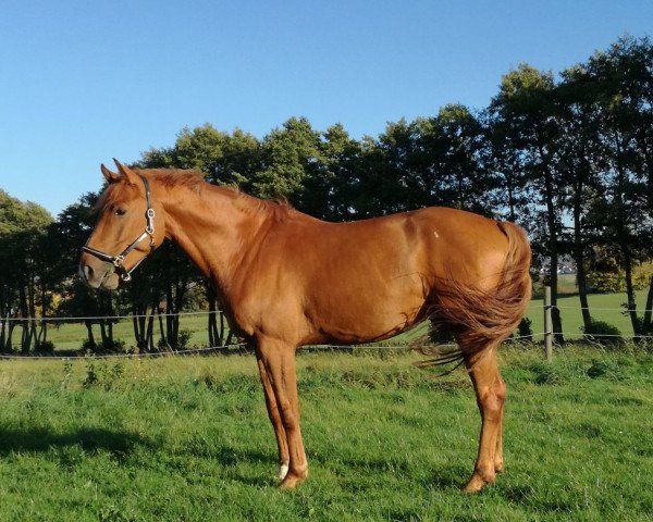 horse Calimero (Hanoverian, 2013, from Carrico)