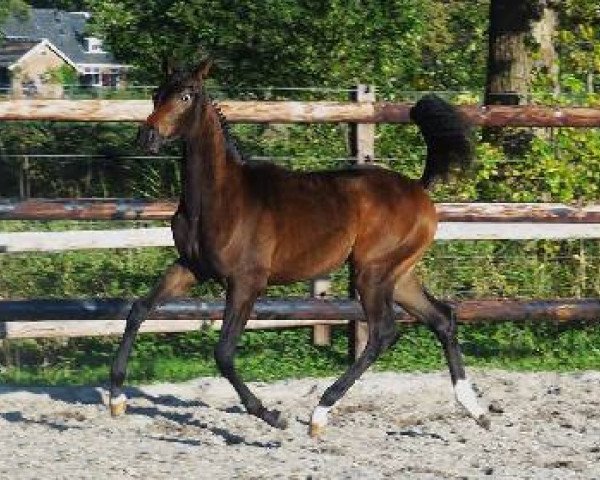 horse Gucci T (KWPN (Royal Dutch Sporthorse), 2011, from Vivaldi)