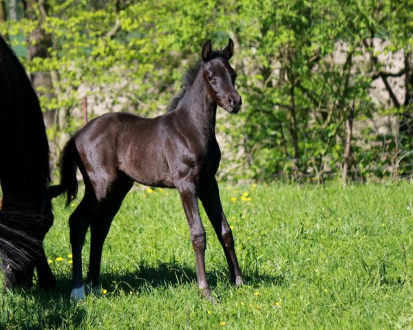 horse Saphira (Austrian Warmblood, 2017, from Dancier)