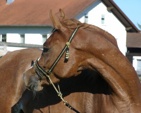 horse JKF Symphonie (Arabian purebred, 2009, from Saif 1993 EAO)