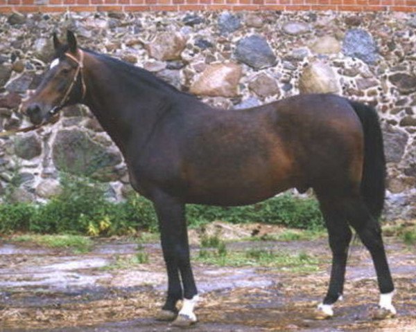 stallion Bulat (Holsteiner, 1977, from Balans xx)