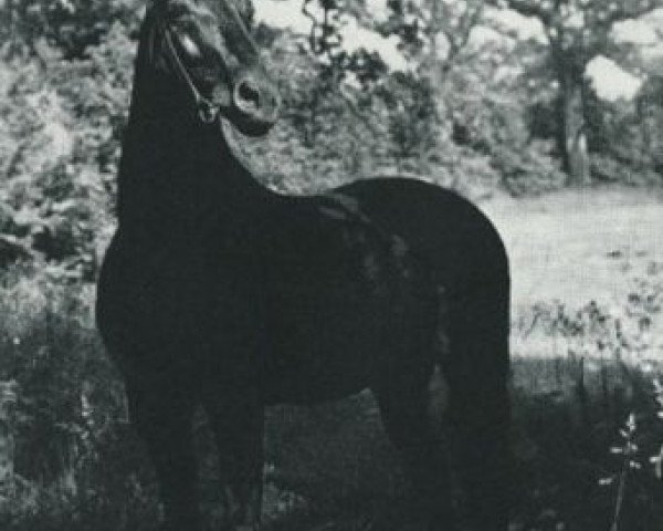 stallion Gondolier (Trakehner, 1943, from Sporn 4266)