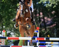 broodmare Grandina B (Westphalian, 2010, from Grandilot)