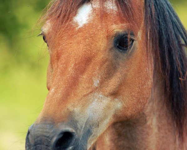 horse Leo 255 (Welsh-Pony (Section B), 1994, from Royal Blueberry)
