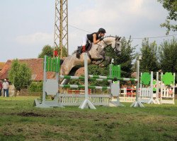 broodmare Colina 64 (German Sport Horse, 2010, from Colestus)