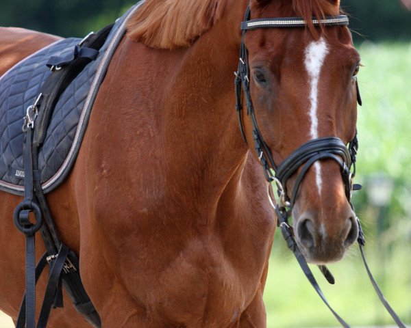 horse Lorenzo Londonderry (Hanoverian, 2009, from Londonderry)