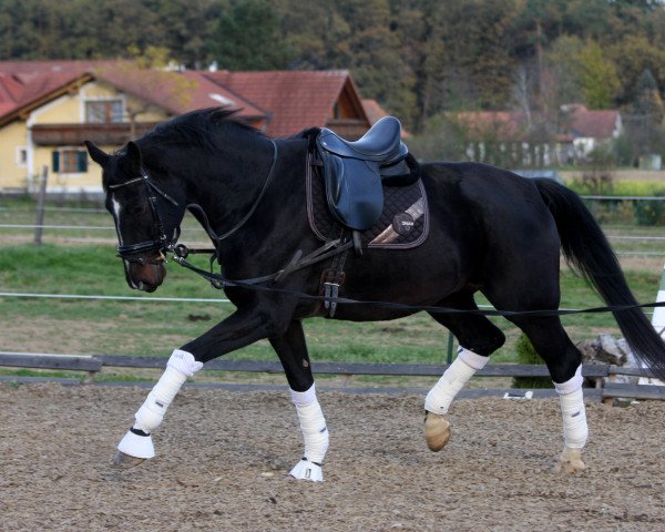 horse Dawn of Nymphenburg (Hanoverian, 2011, from Decamerone 5)
