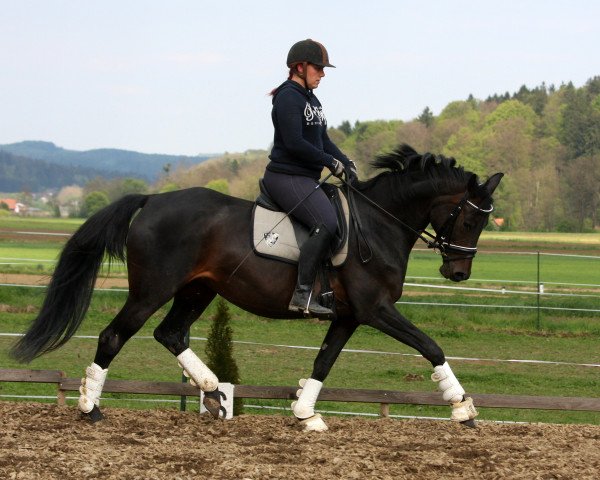 Zuchtstute Spirit of Kiss (Österreichisches Warmblut, 2008, von French Kiss)