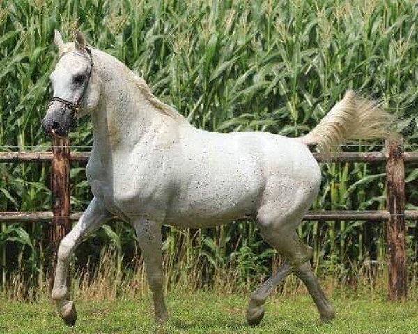 horse Mahabb EAO (Arabian purebred, 1998, from Montasar ox)