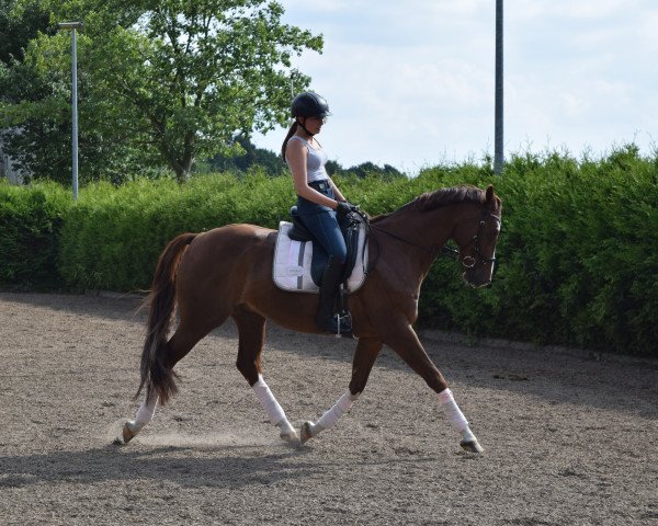 horse Boas (Oldenburg, 2011, from Belissimo NRW)