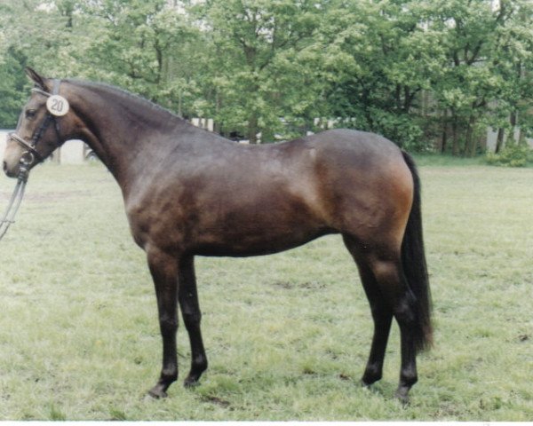 Zuchtstute Giletta (Deutsches Reitpony, 1989, von Brillant)