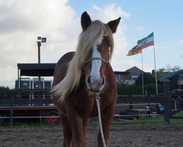 Pferd Negur Vulkan XVIII (Noriker, 2014, von Schiewer Vulkan XVII)