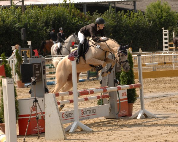 Springpferd Goldfell (Deutsches Reitpony, 2011, von FS Golden Moonlight)
