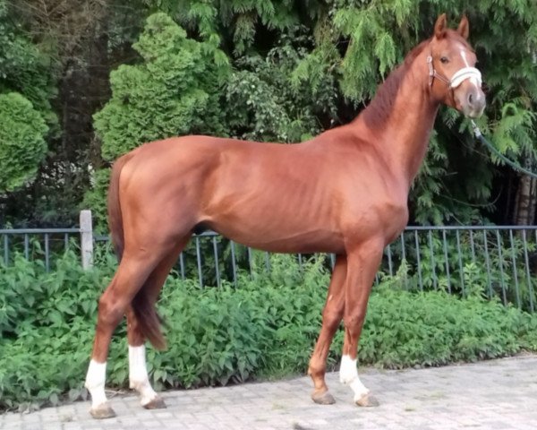 horse Red (German Sport Horse, 2015, from Quiz)
