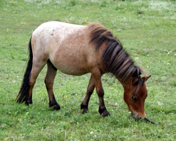 horse Romeo vom Regenbogen (Dt.Part-bred Shetland pony, 2010, from Nakar Exclusively Regal)