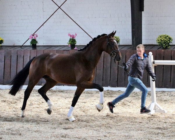 dressage horse Sequoia (German Sport Horse, 2015, from Shomari S) dressage horse Sequoia (German Sport Horse, 2015, from Shomari S)