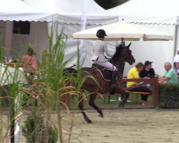 Equus Colonius - Reitanlage Brüse Köln 2021