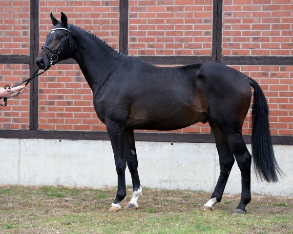 jumper Dash for Cash 5 (German Sport Horse, 2015, from Discar)