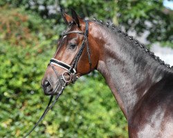 Deckhengst Cool Down (Westfale, 2015, von Cornet Obolensky)