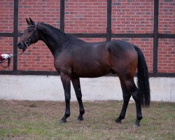 stallion Quirinal (Hanoverian, 2015, from Quantensprung 3)