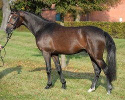 Cavallo da salto Bastion II (Holsteiner, 2015, di Baracuda 4)