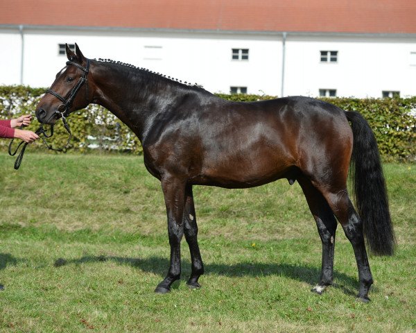 Springpferd Louisville Kentucky (Oldenburger Springpferd, 2015, von I'm Special de Muze)