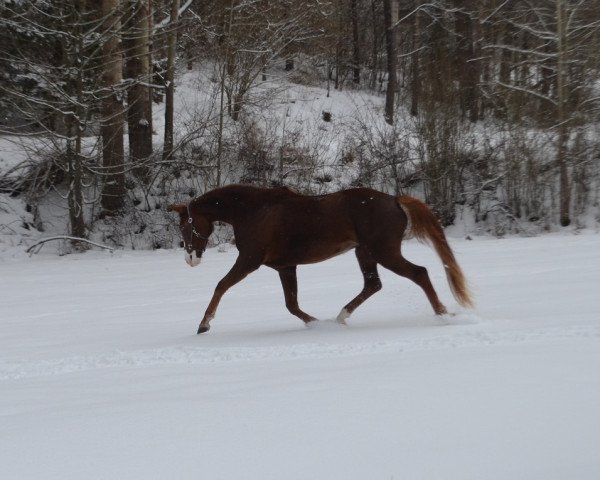 Pferd Ryka's Fräulein (Deutsches Sportpferd, 2014, von Fürst Nymphenburg)