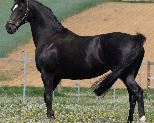 broodmare Diva (Hanoverian, 1998, from Davignon I)