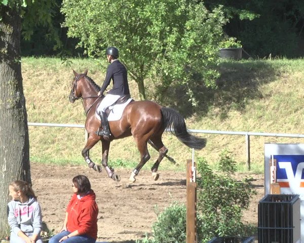 Reitturnier Wiesloch 2018
