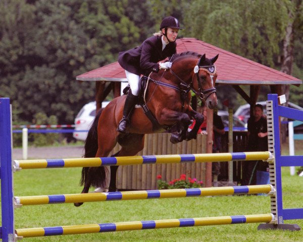 stallion Schirocco (German Riding Pony, 2007, from Blokland's Hoeve's Mr. Silvano)