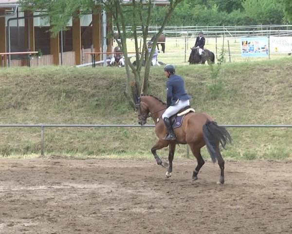 Reitturnier Wiesloch 2018