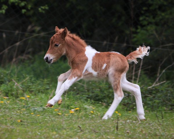 horse Stute von Ridgehavens Cocoa (American Miniature Horse, 2017, from Ridgehavens Cocoa) horse Stute von Ridgehavens Cocoa (American Miniature Horse, 2017, from Ridgehavens Cocoa)