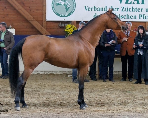 stallion IS Peak (Arabian purebred, 2012, from Gazwan Al Nasser ox)