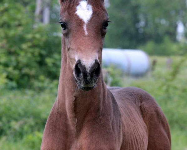 horse Rookie Quip (Westphalian, 2015, from Real Grandios)
