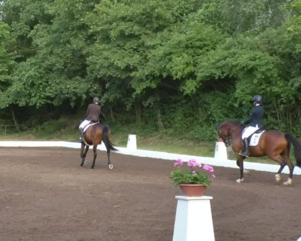 Reitturnier Wiesloch 2018