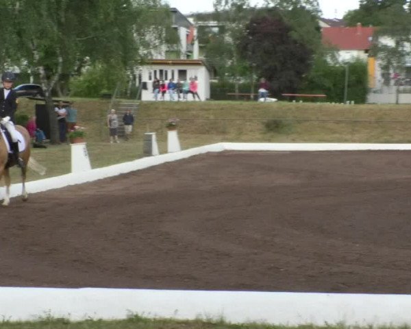 Reitturnier Wiesloch 2018