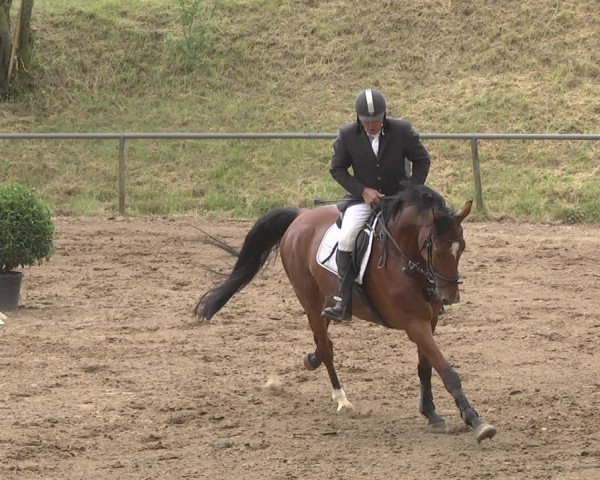 Reitturnier Wiesloch 2018