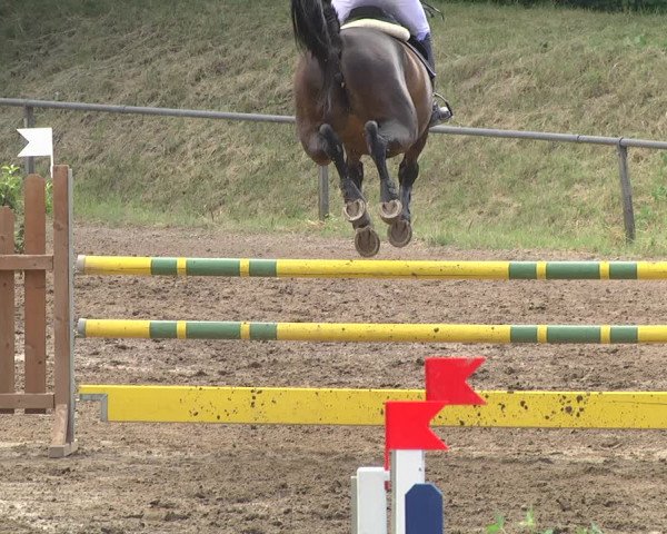 Reitturnier Wiesloch 2018
