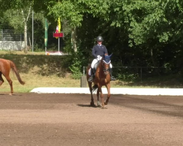 Reitturnier Wiesloch 2018