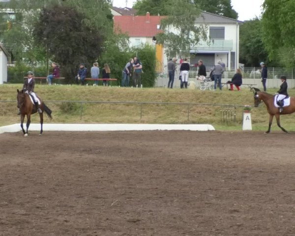 Reitturnier Wiesloch 2018