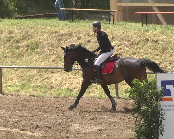 Reitturnier Wiesloch 2018