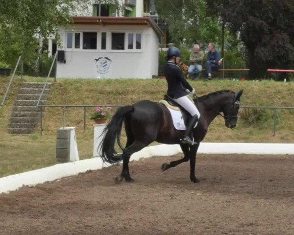Reitturnier Wiesloch 2018