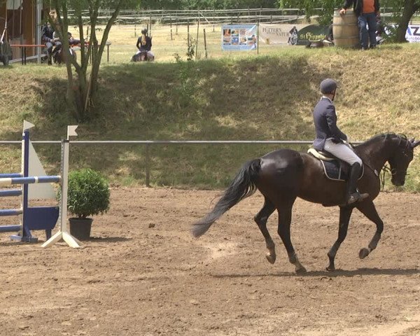 Reitturnier Wiesloch 2018