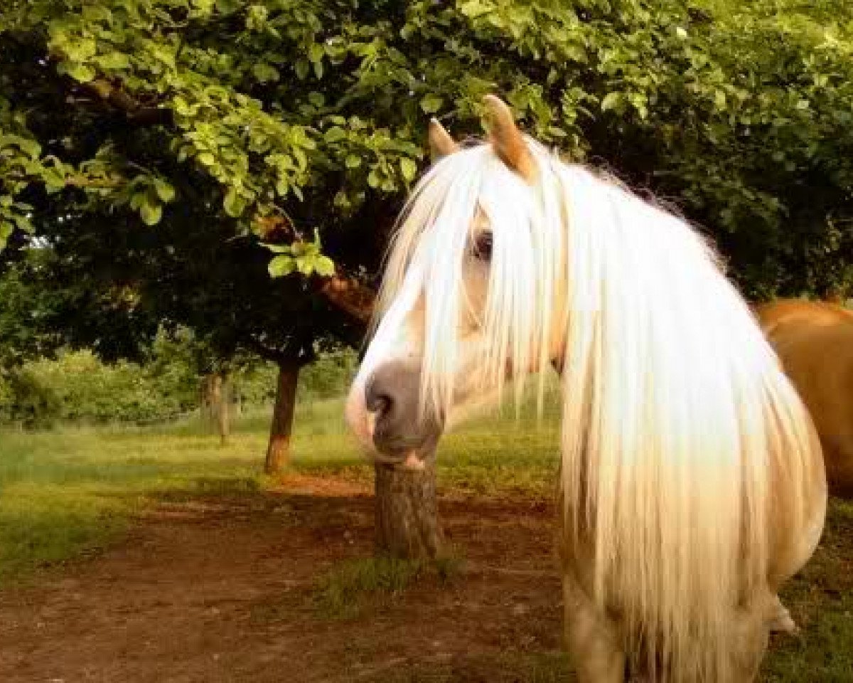 Cavallo Flick (Haflinger, 1985)