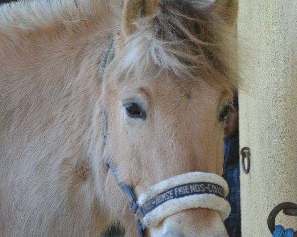 dressage horse Karlson von Hartenberg (Fjord Horse, 2009, from Kjartan)