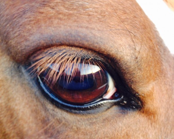 dressage horse Upsalla 11 (German Riding Pony, 2000, from Nightfeuer)