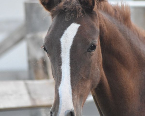 broodmare Dalija (German Riding Pony, 2017, from Dance Star AT NRW)