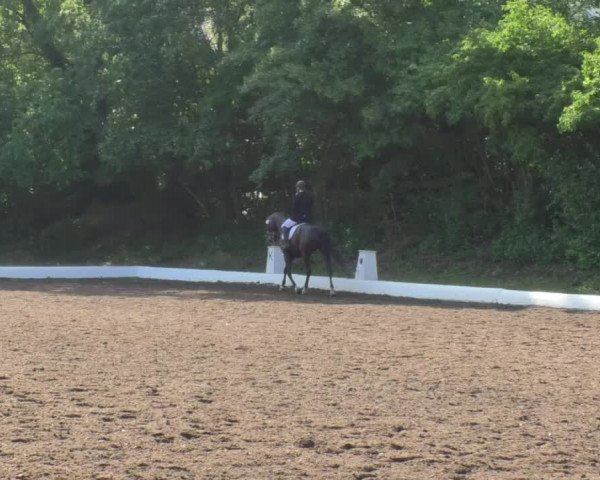 Reitturnier Wiesloch 2018
