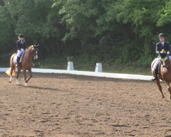Reitturnier Wiesloch 2018