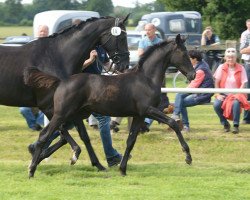 horse Hiss Moment WF (Westphalian, 2016, from Hohenstein I)